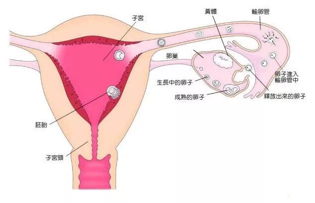 孕期计算器小娃子